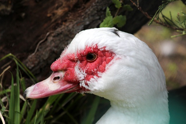 关键球员后 关键球员后